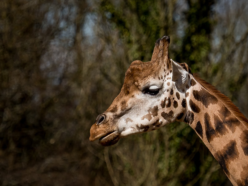 March 2025 Marwell Zoo