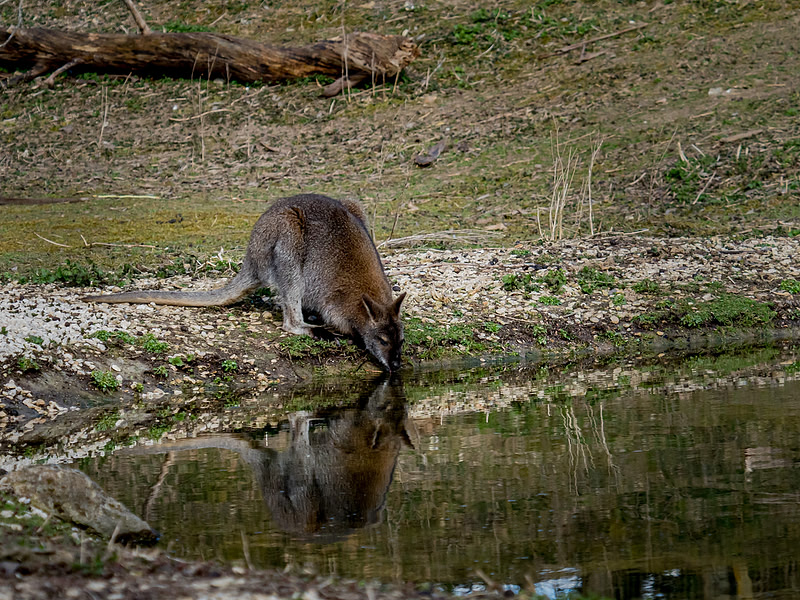 March 2025 Marwell Zoo