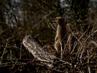 Frame the Moment | Photo by Gary Baxter | Wildlife Portfolio