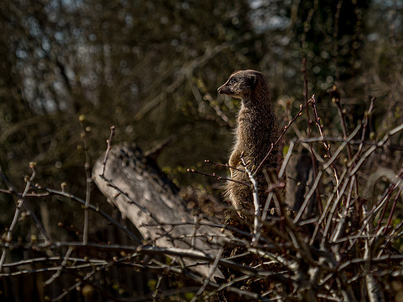 Frame the Moment | Photo by Gary Baxter | Wildlife Portfolio