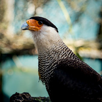 Frame the Moment | Photo by Gary Baxter | Wildlife Portfolio
