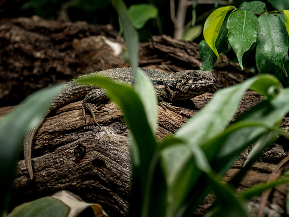 Frame the Moment | Photo by Gary Baxter | Wildlife Portfolio