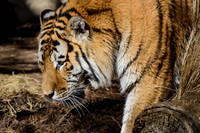 Frame the Moment | Photo by Gary Baxter | Wildlife Portfolio