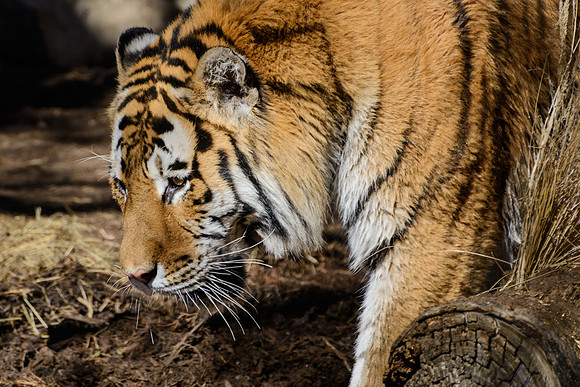 Frame the Moment | Photo by Gary Baxter | Wildlife Portfolio