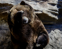 Frame the Moment | Photo by Gary Baxter | Wildlife Portfolio