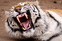 Frame the Moment | Photo by Gary Baxter | Wildlife Portfolio