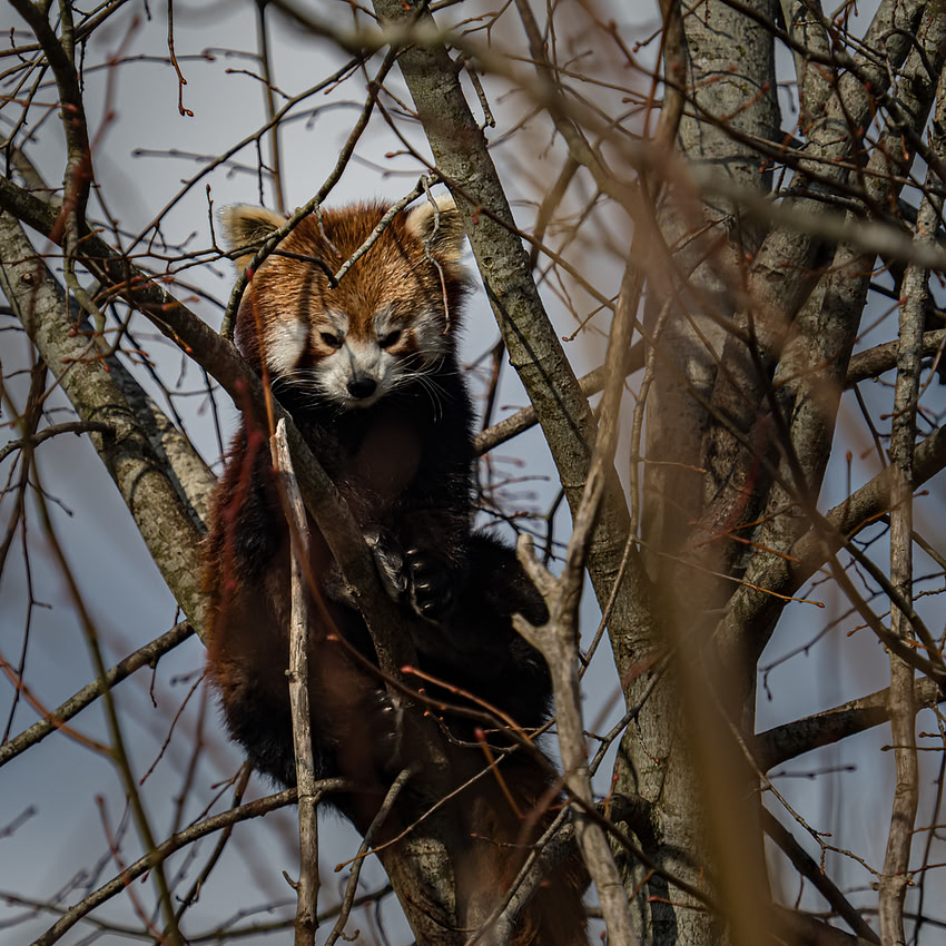 March 2025 Marwell Zoo
