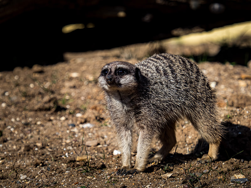 March 2025 Marwell Zoo