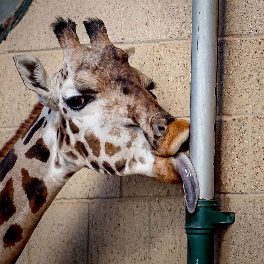 March 2025 Marwell Zoo