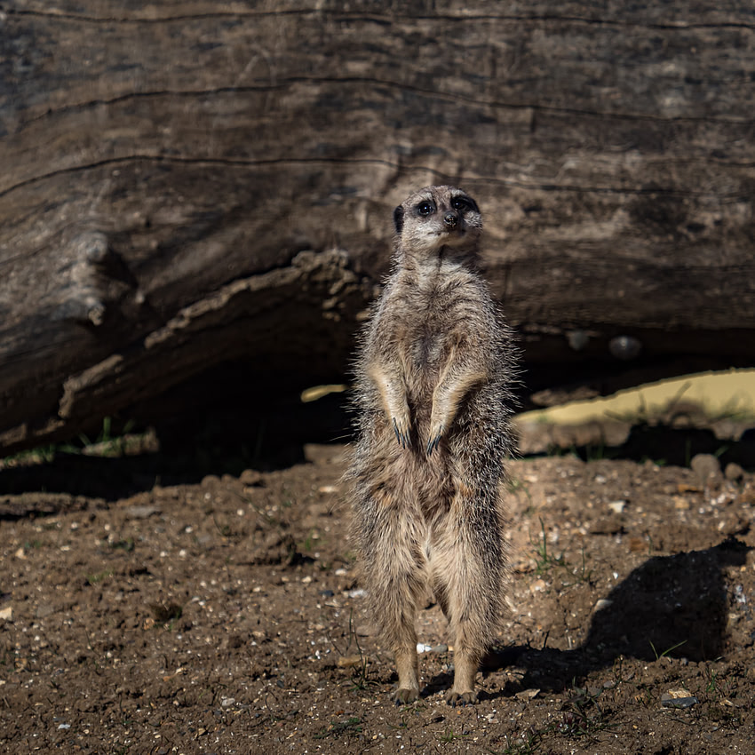 March 2025 Marwell Zoo
