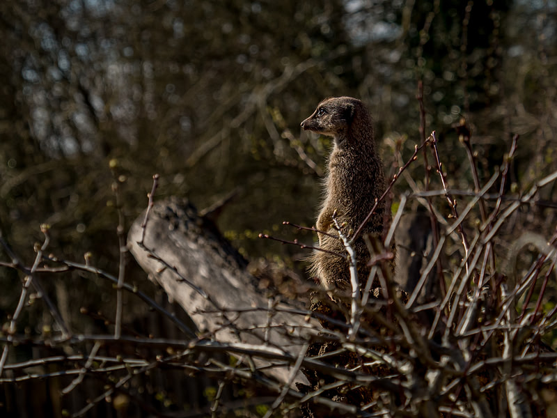 March 2025 Marwell Zoo