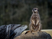 March 2025 Marwell Zoo