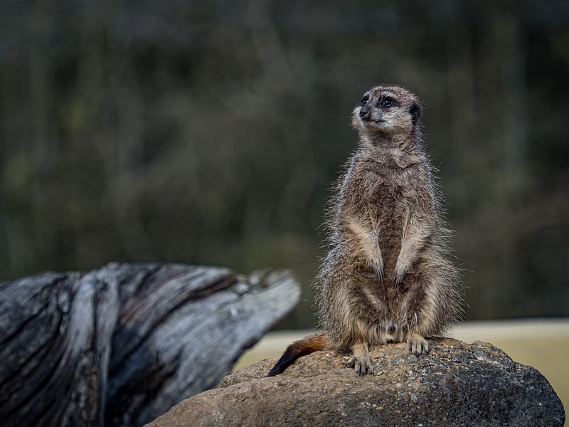March 2025 Marwell Zoo